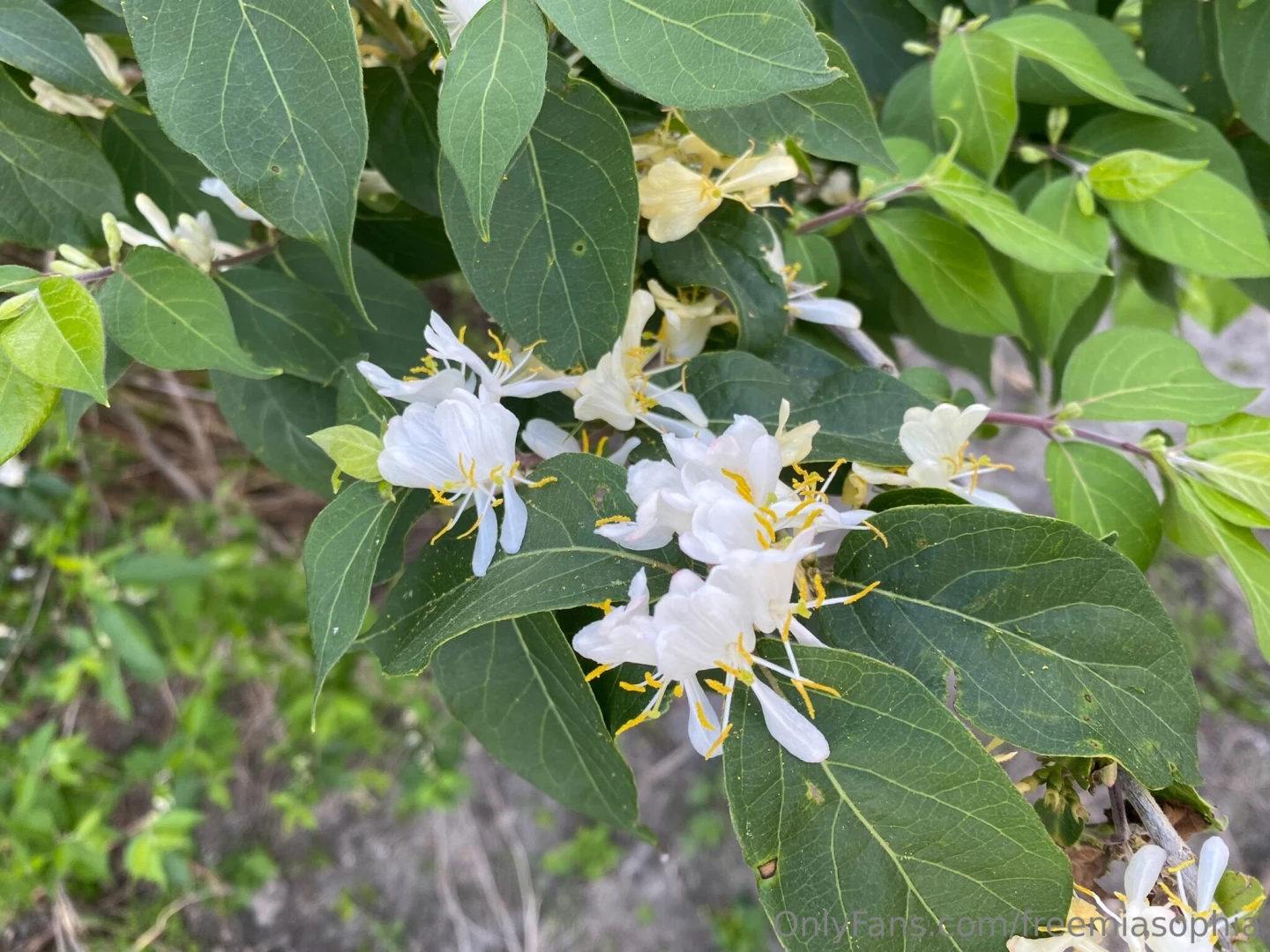 freemiasophia - Went on a walk today and these are the cool plants i saw do you like part 2 