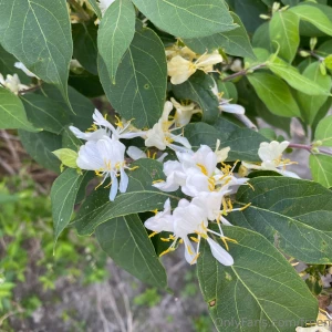 Went on a walk today and these are the cool plants i saw do you like part 2