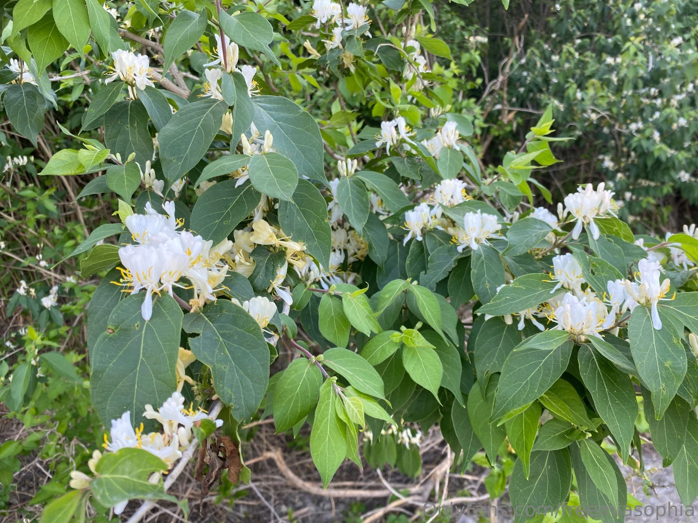 freemiasophia - Went on a walk today and these are the cool plants i saw do you like part 6 