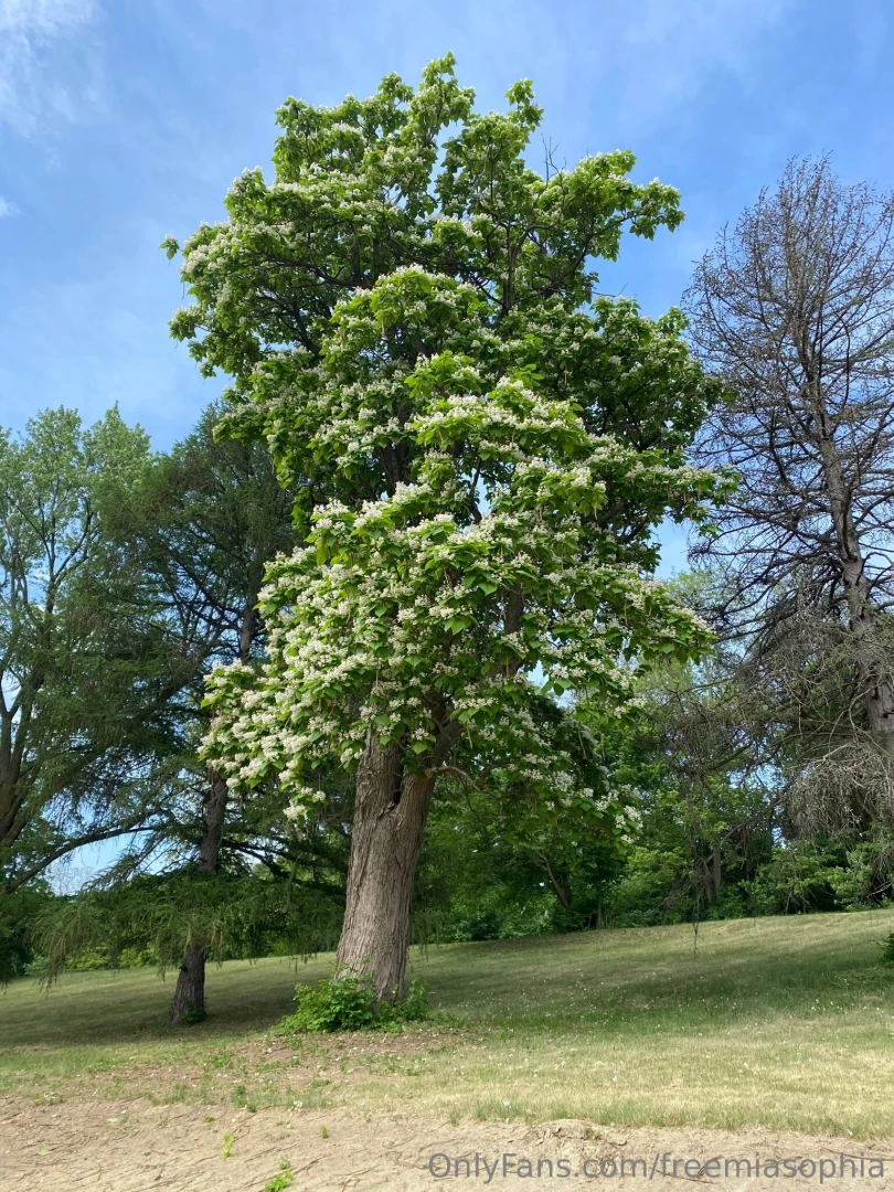 freemiasophia - Went live on tiktok while on the walk another tree are you getting part 2 