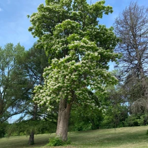 Went live on tiktok while on the walk another tree are you getting part 2