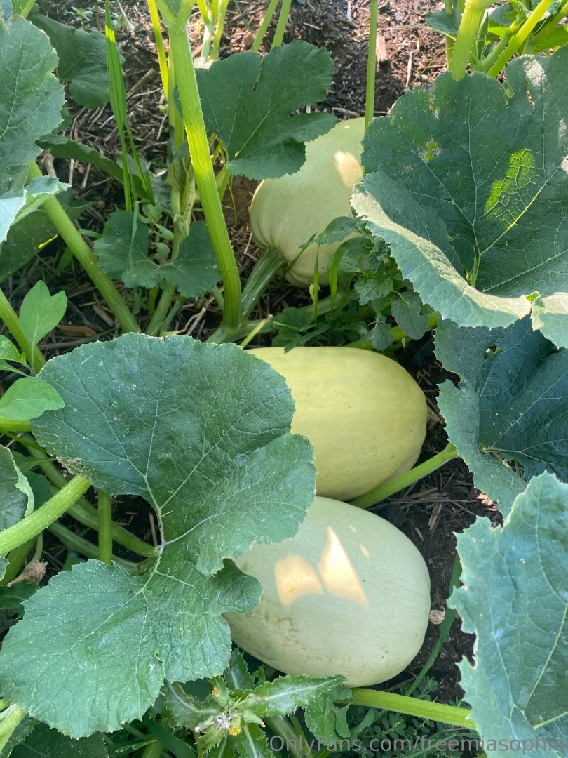 Do you garden check it out my gardens finally getting big 