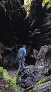 Getting naugthy in the forest