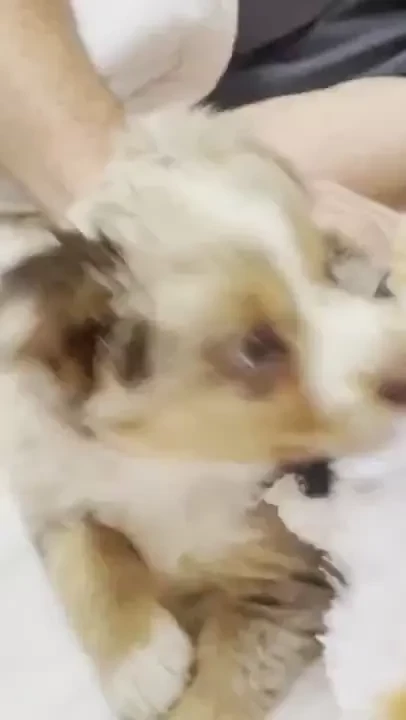 For those who wanted to see the puppy s blue eyes 