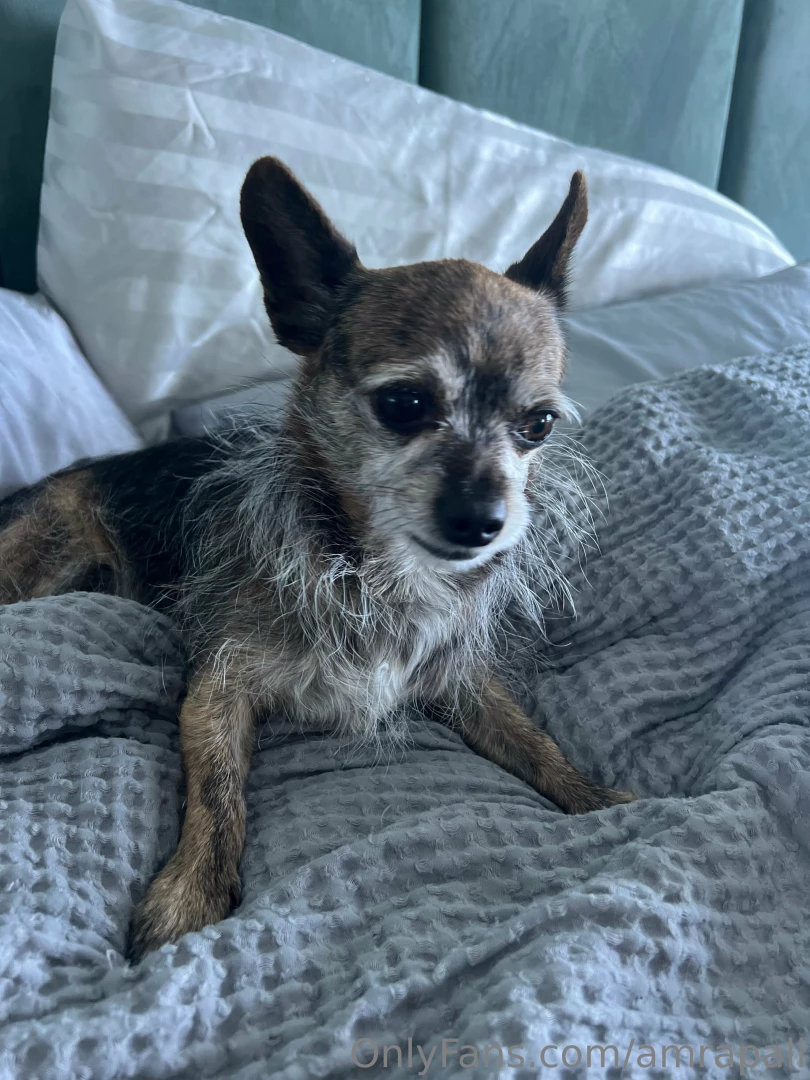 Foxxy is chillin at home in miami while i travel 