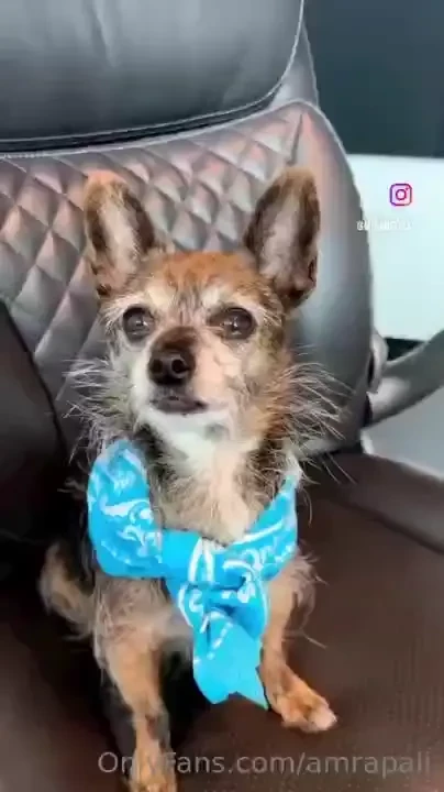 Which pup is your favorite 