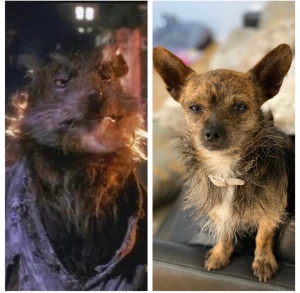 Thinking about halloween does foxxy look like master splinter from the
