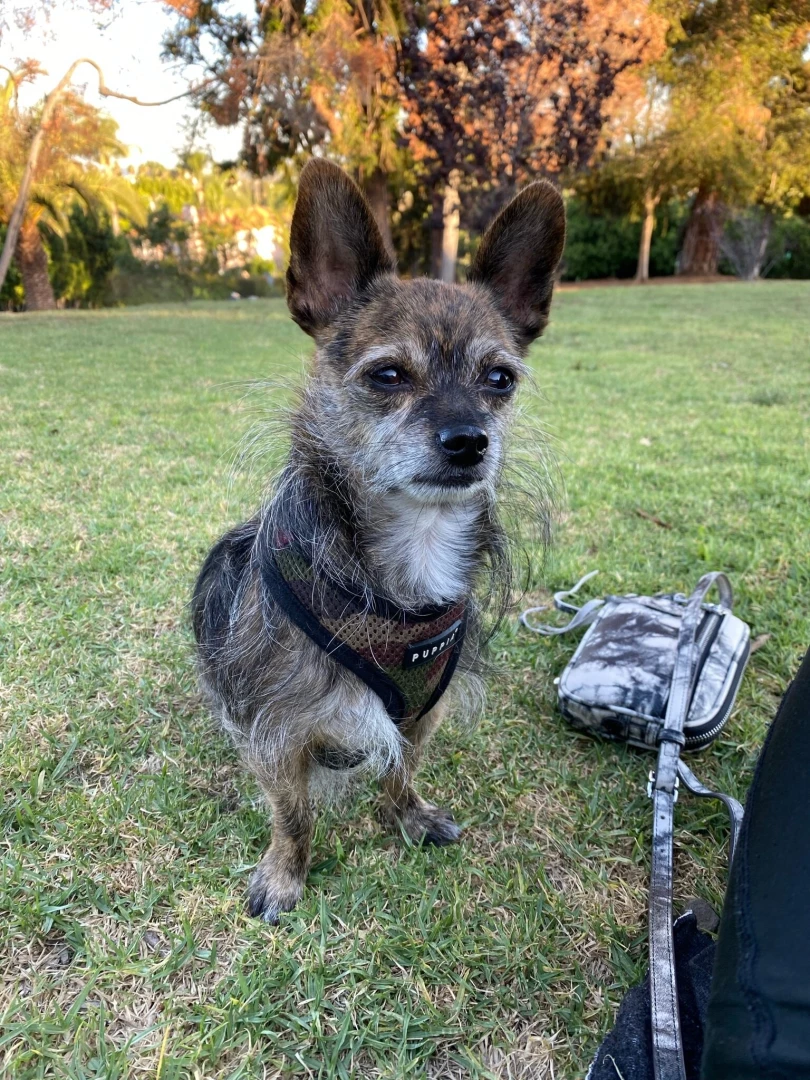 This is partly a stan account for my dog 