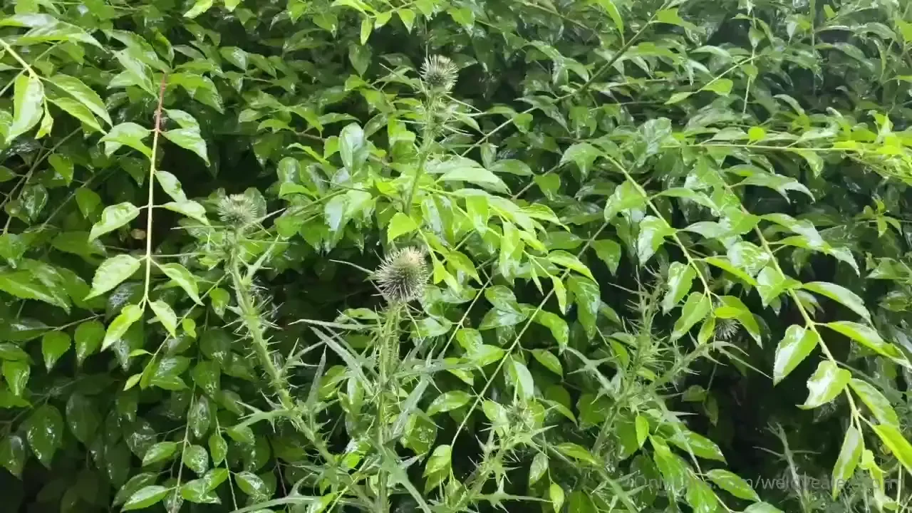 I had to be oh so quiet 