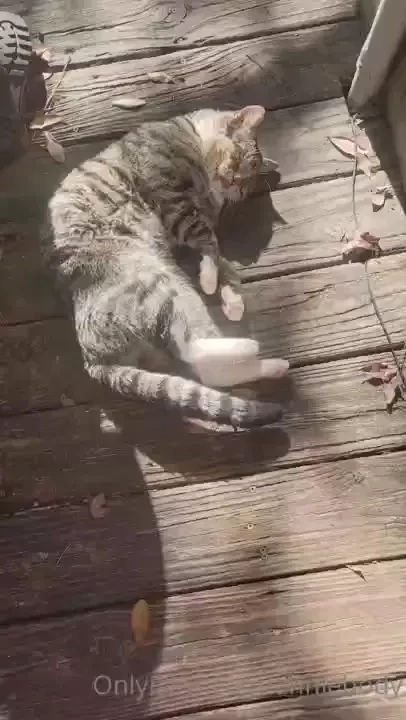 Bad weekend for me lost a good soldier feline friend who went missing 