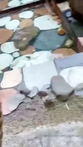 A little tease video from the days going out to restaurants was still