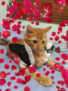 Mr stealyourgirl