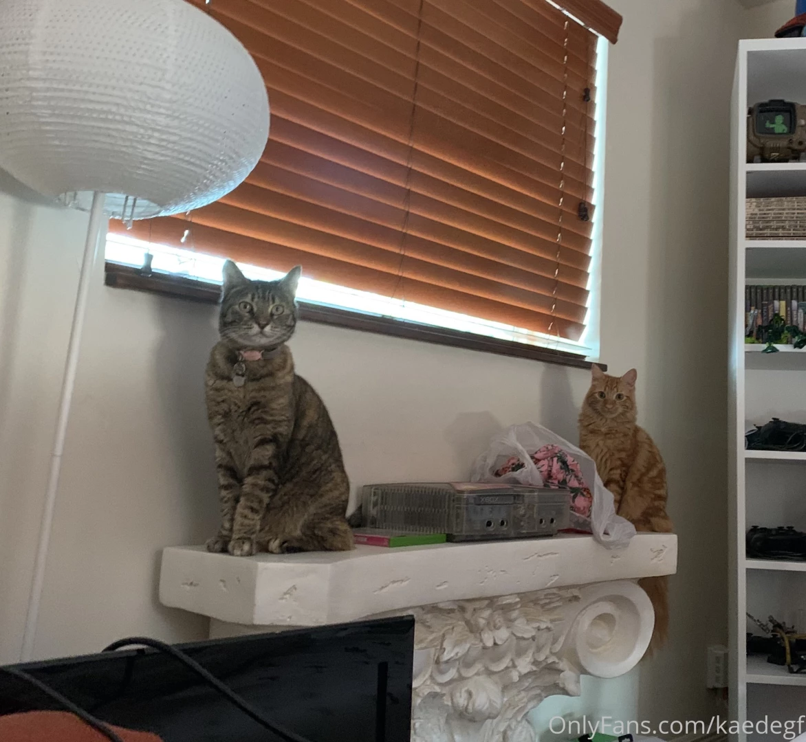 Gargoyles 