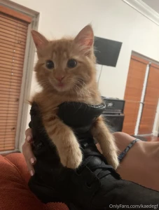There was a wittle kitty who lived in a shoe he had so many toys he