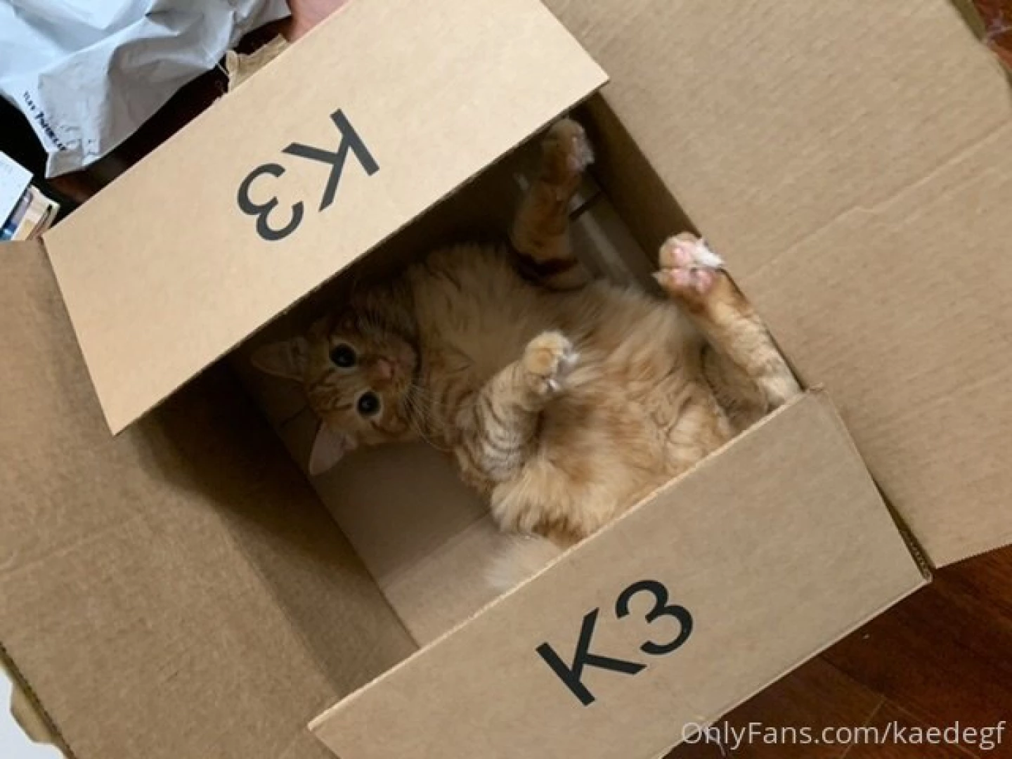 You could say the cat s out of the box part 1 