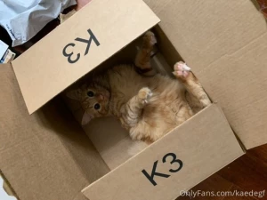 You could say the cat s out of the box part 1