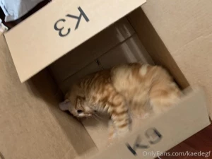 You could say the cat s out of the box part 2