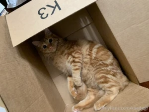 You could say the cat s out of the box