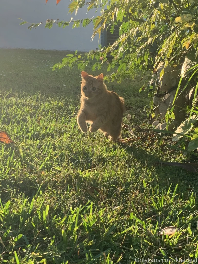 Someone got some supervised time outside today he played with some 