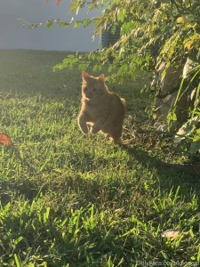 Someone got some supervised time outside today he played with some