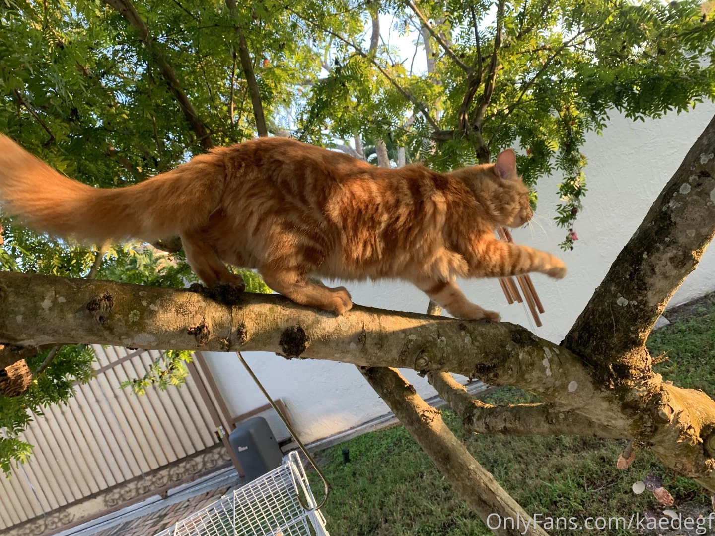 Someone got some supervised time outside today he played with some part 1 