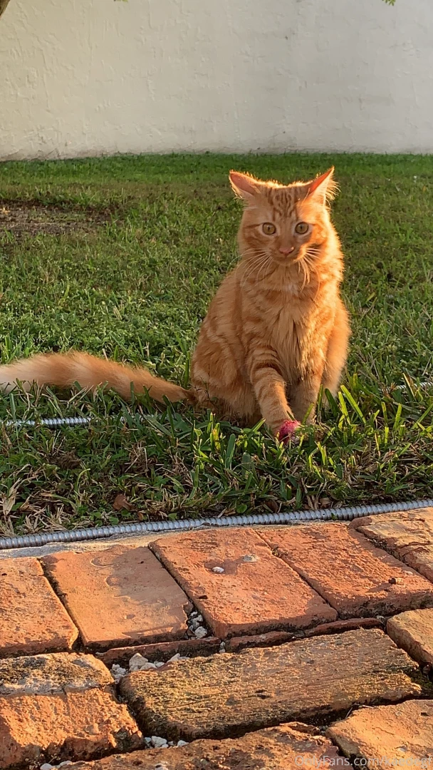 Someone got some supervised time outside today he played with some part 2 