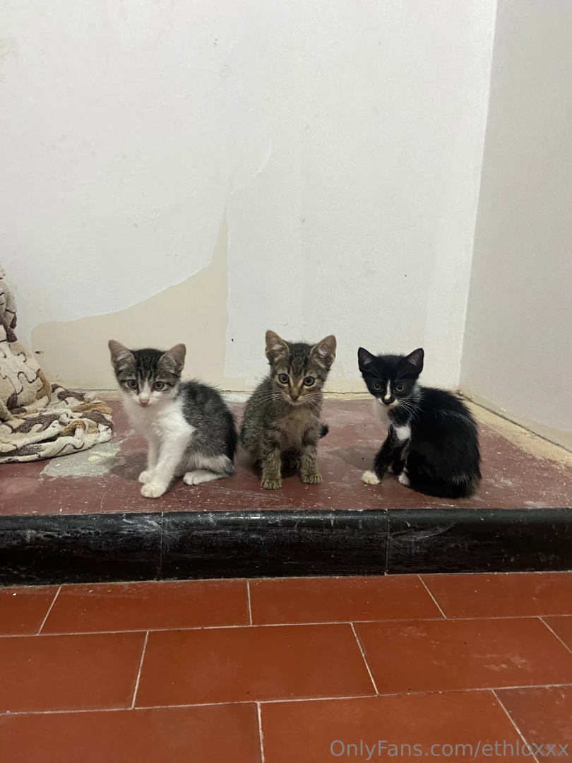 Se acuerdan de los michis ya est n as de grandes 3 