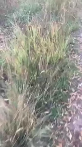 I ruined a punch line by not showing my face but here s my stage-less