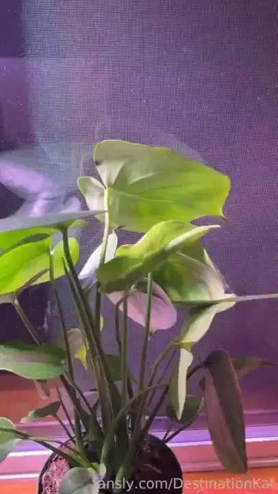 For if you like my plant stuff but don t use any of the video scrolly 
