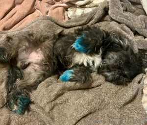 Since i m not making any sale s anymore i m introducing my pup to