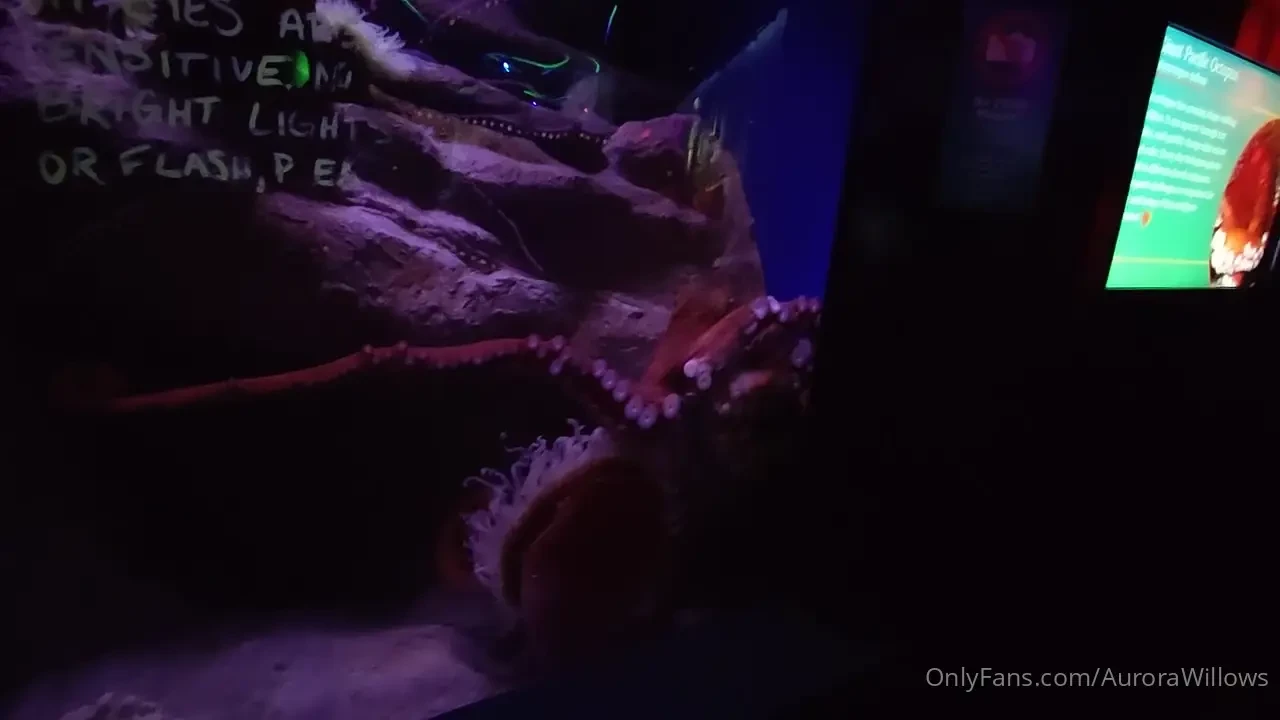 This octopus was really cool he is in the florida aquarium i said i 