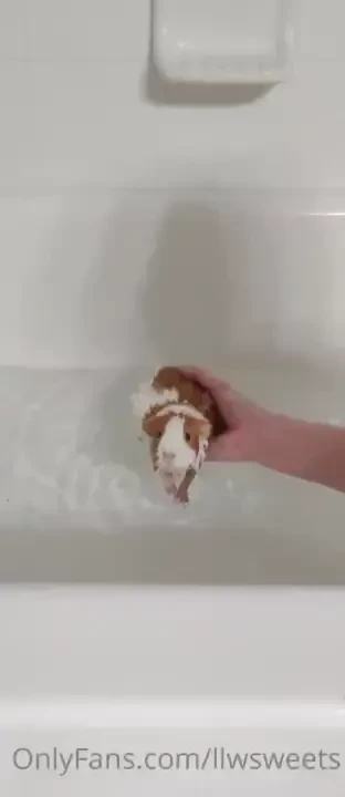 I m sorry i have disappeared after covid my guinea pig surprised me 