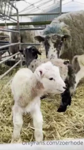 I just saw the lambs and i saw 4 get born too cute not to share with