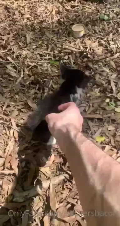 My friend found this lil kitty in her yard amp she can t take care of 