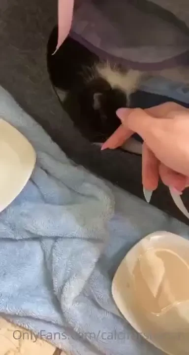 My friend found this lil kitty in her yard amp she can t take care of part 1 