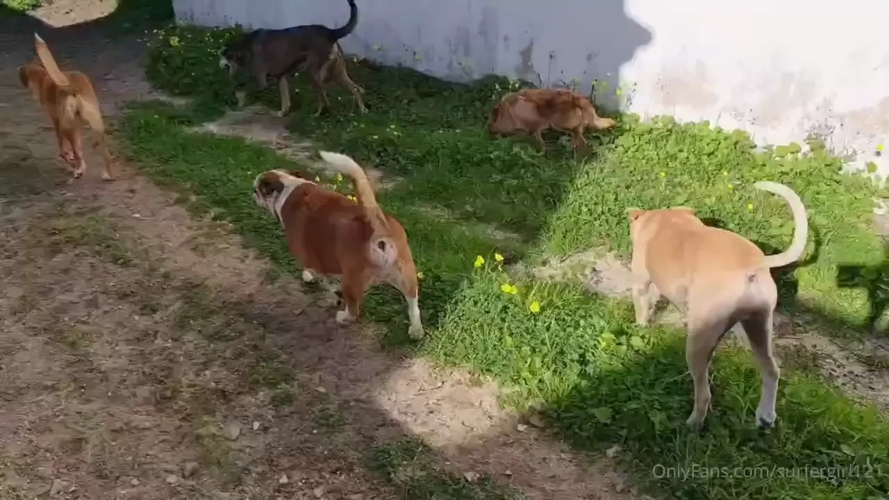 Peanut is feeling much better with the rest of the pack wagging his 