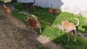 Peanut is feeling much better with the rest of the pack wagging his