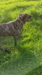 My sweet girl leah passed away yesterday she started vomiting in the