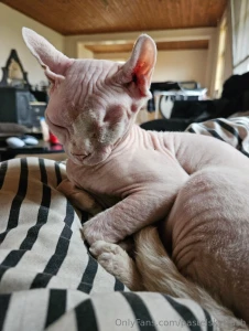 This isn t goodbye but it is a pause between losing my sweet rats and part 1