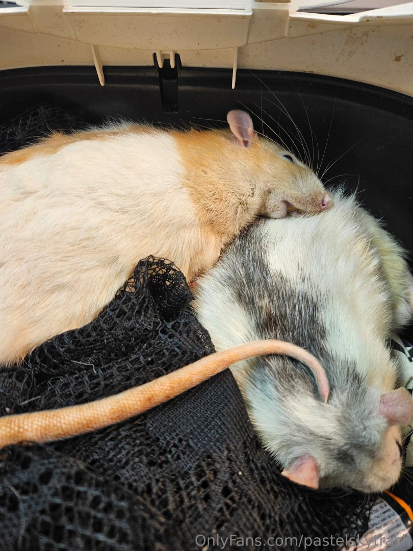 This isn t goodbye but it is a pause between losing my sweet rats and part 3 