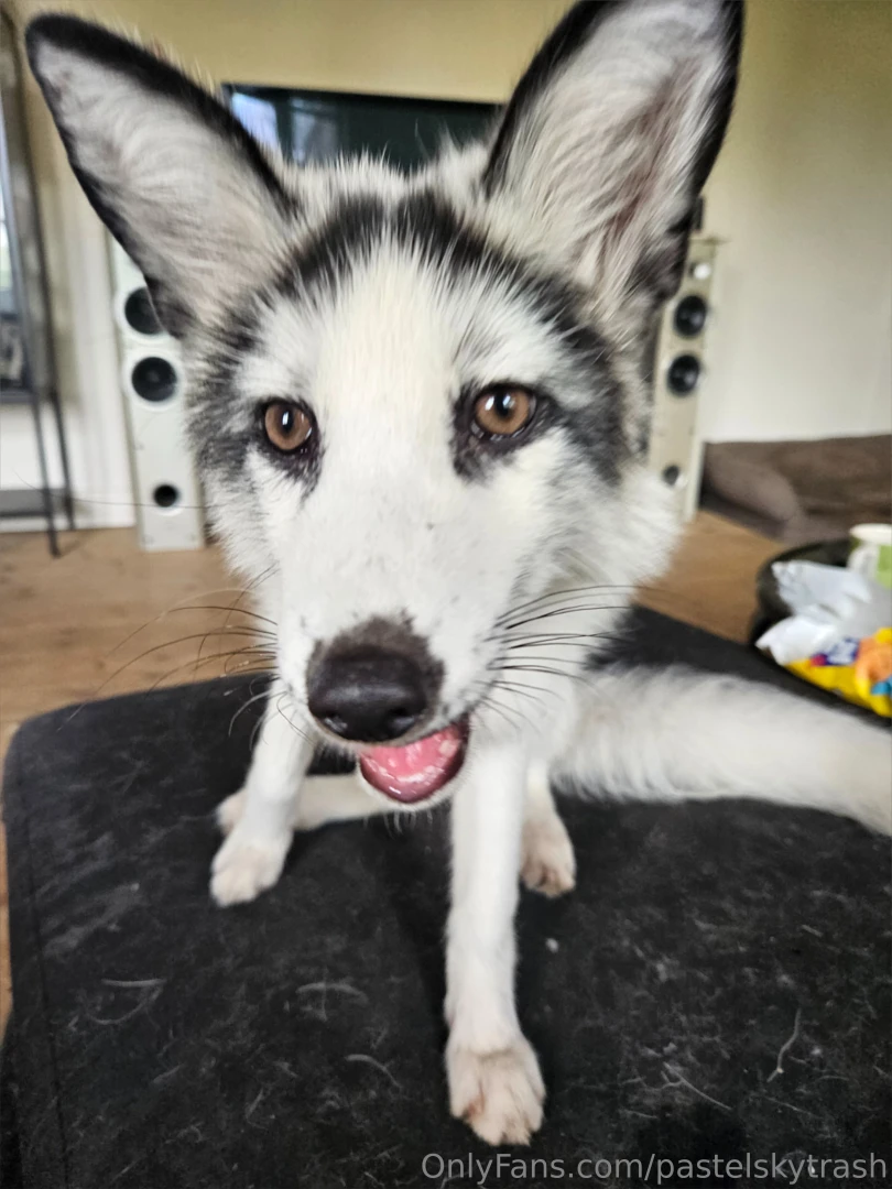 This isn t goodbye but it is a pause between losing my sweet rats and 