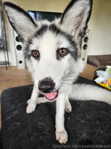 This isn t goodbye but it is a pause between losing my sweet rats and