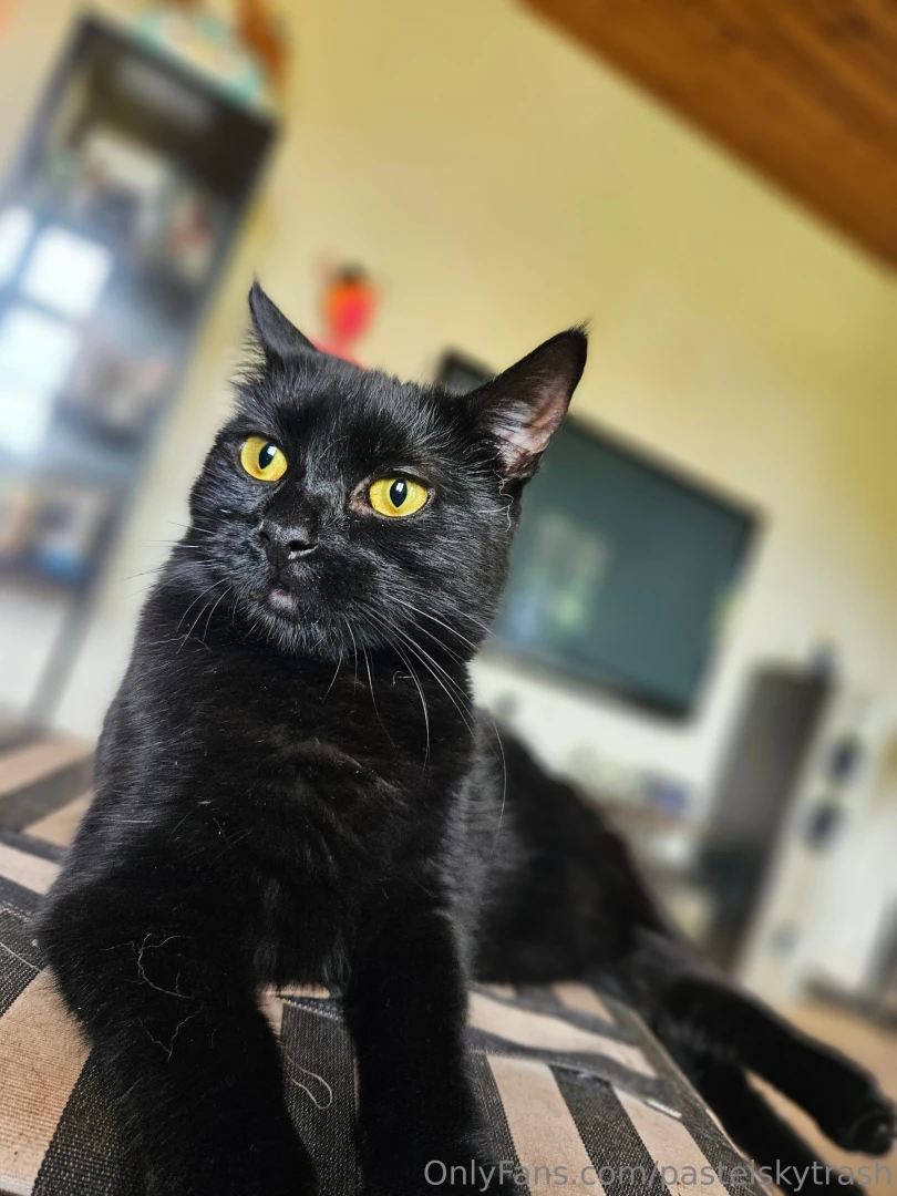 Enjoy the animal spam 