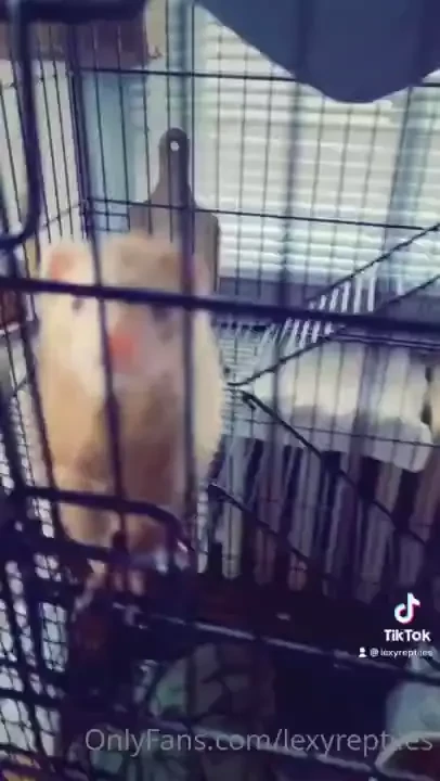 Lexyreptiles1 part 435 