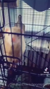 Lexyreptiles1 part 435