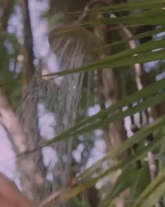Wet t-shirt content