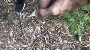 Just taking out my dick out to take a leak in the woods