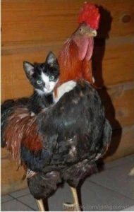 Caption this and let me know if you want to see the video