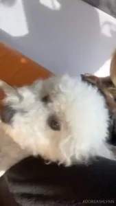 Look at this cute dog i found