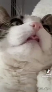 I emailed support and i am allowed to post pictures of my cats on my
